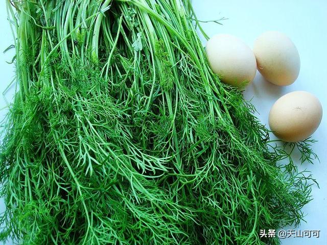 春天的茴香怎麼吃？多種吃法供你選，任意一種都簡單好學