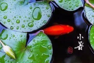健康 | 小暑養生是關鍵：消暑、養心、祛濕，全靠這3寶