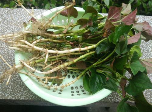 中藥魚腥草主要功效：清熱解毒，利尿通淋