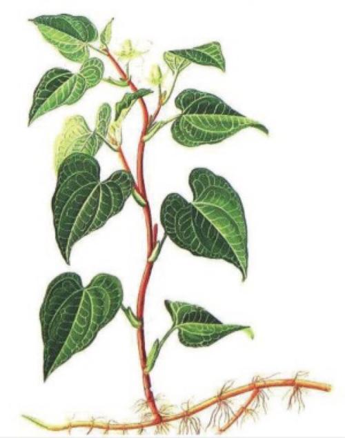 中藥魚腥草主要功效：清熱解毒，利尿通淋