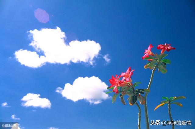 繁華三千，看淡即是浮雲；煩惱無數，想開就是晴天