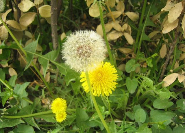 農村常見的這種野草，有「藥草皇后」的美譽，中醫妙用巧養生