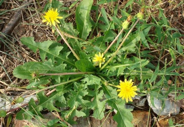 農村常見的這種野草，有「藥草皇后」的美譽，中醫妙用巧養生