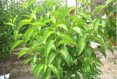 種植杜仲應該注意什麼？有哪些病蟲害需要預防？該如何採收和加工