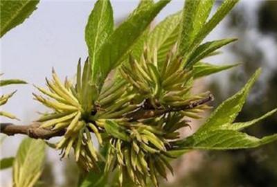 種植杜仲應該注意什麼？有哪些病蟲害需要預防？該如何採收和加工