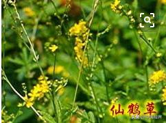 精神不振？提神醒腦湯，中藥裡面的大力神茶飲