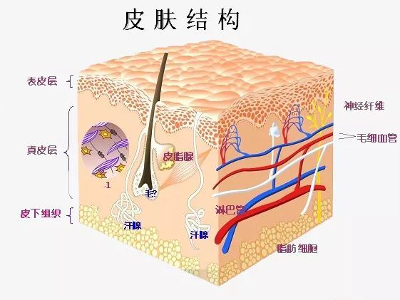 蘆薈膠不是萬能膠！無知「毀」了多少女人和孩子！
