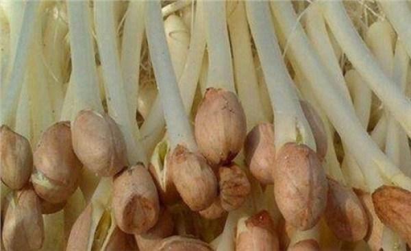 這3種食物發芽後吃，不僅沒毒，反而還更營養，以後可別再扔了