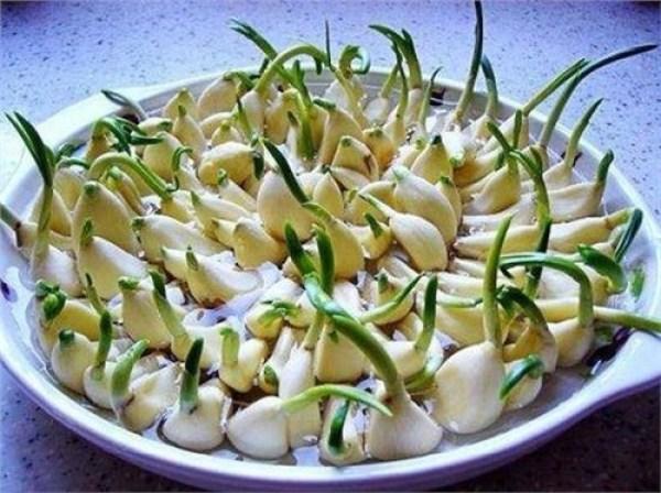 這3種食物發芽後吃，不僅沒毒，反而還更營養，以後可別再扔了