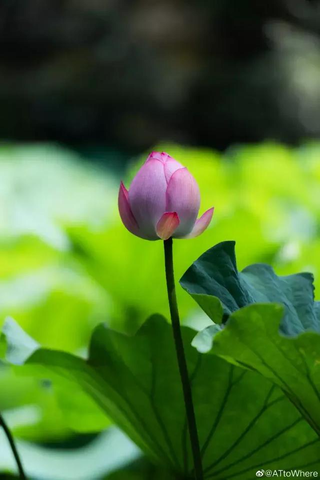 新都荷花悄咪咪上線啦！還有大片金色、紫色花海等你來「承包」