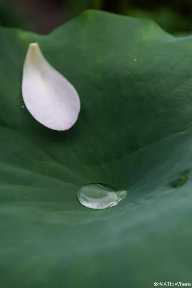 新都荷花悄咪咪上線啦！還有大片金色、紫色花海等你來「承包」