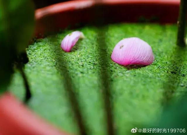新都荷花悄咪咪上線啦！還有大片金色、紫色花海等你來「承包」