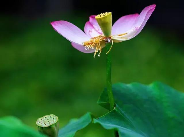 新都荷花悄咪咪上線啦！還有大片金色、紫色花海等你來「承包」