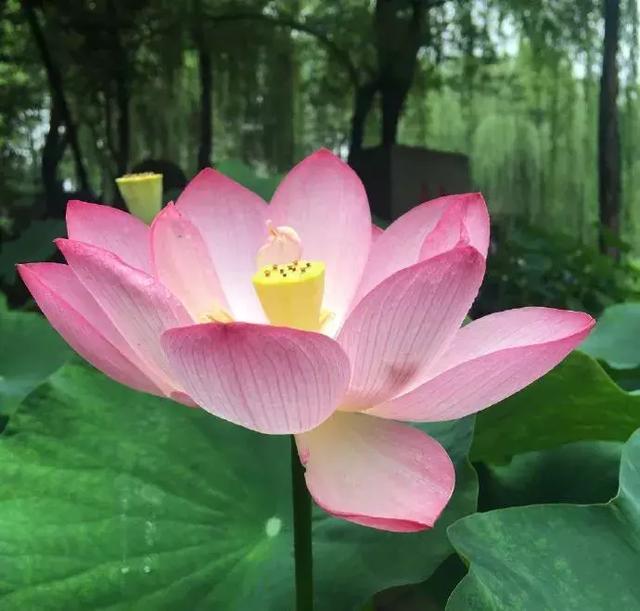 新都荷花悄咪咪上線啦！還有大片金色、紫色花海等你來「承包」