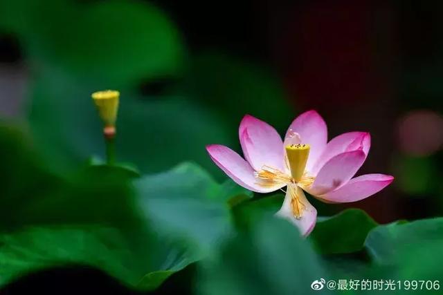 新都荷花悄咪咪上線啦！還有大片金色、紫色花海等你來「承包」
