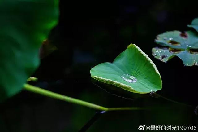 新都荷花悄咪咪上線啦！還有大片金色、紫色花海等你來「承包」
