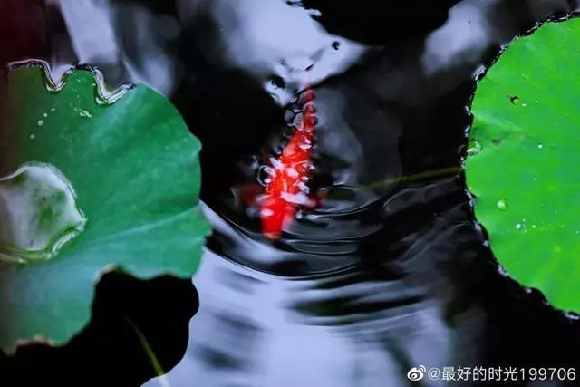 新都荷花悄咪咪上線啦！還有大片金色、紫色花海等你來「承包」