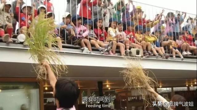 尊重和關愛都在細節里，日本幼兒園的設計了解一下