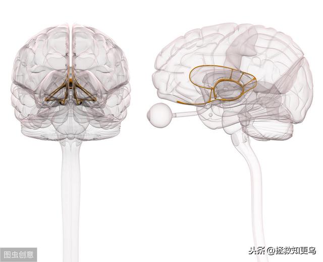 對峙6小時，我才領教到孩子大腦杏仁核的厲害，寶寶情商靠這層皮