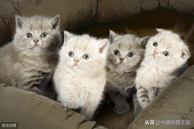 小奶貓超可愛但是不好養？請看0～3個月幼貓成長指南