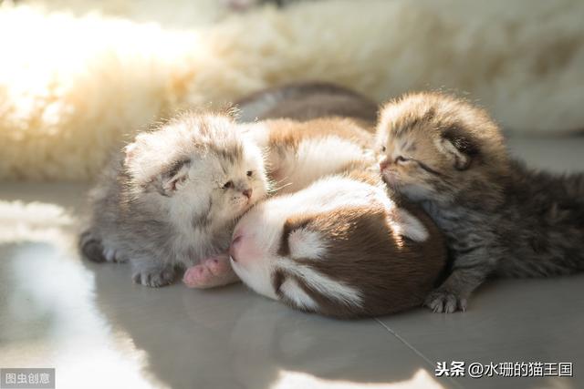 小奶貓超可愛但是不好養？請看0～3個月幼貓成長指南