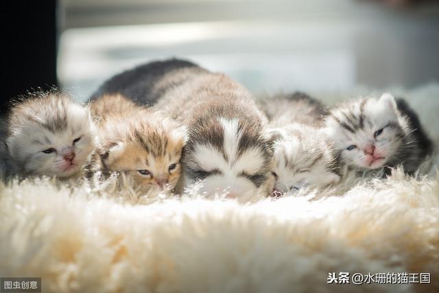 小奶貓超可愛但是不好養？請看0～3個月幼貓成長指南
