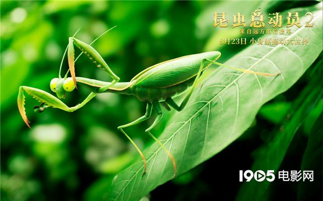 小蟲撞檔「速激」《昆蟲總動員2》曝海報8.23上映