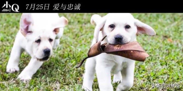 每次看狗狗電影都想飆淚，任達華和梁詠琪這部導盲犬電影又要淚崩