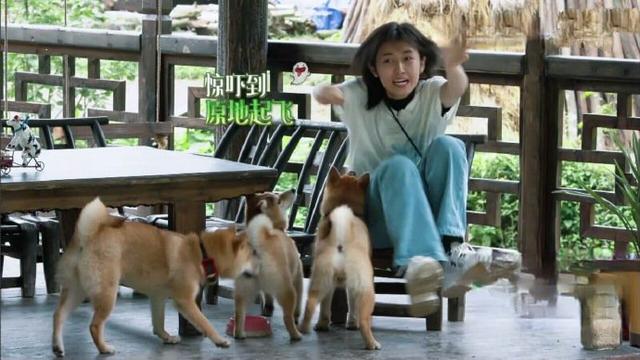 《嚮往的生活4》這麼快就預定一嘉賓？網友：子承父業沒毛病