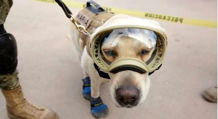 任務結束！10歲搜救犬終退休　訓練員把裝備「換成玩具」：你值得幸福