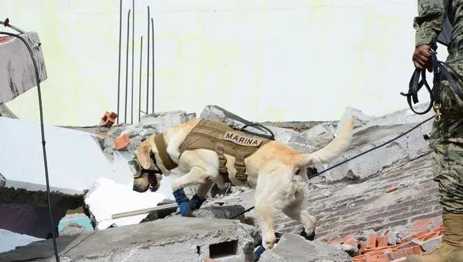 任務結束！10歲搜救犬終退休　訓練員把裝備「換成玩具」：你值得幸福