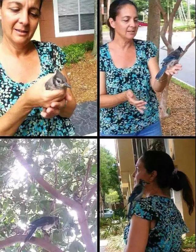 世上最暖報恩！3年前她救了一隻鳥，患癌後鳥兒竟救活姑娘！