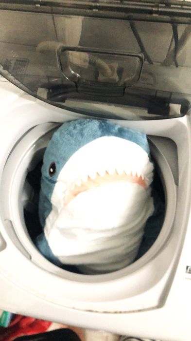 她用洗衣機「洗IKEA鯊魚進」下場超崩壞　烘乾後「呆萌小鯊→啤酒肚大叔」網笑：更療癒XD