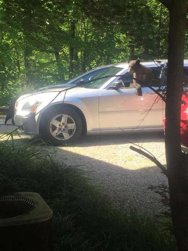 出門驚見熊界獵車手！　男子超傻眼：裡面坐了整家人 