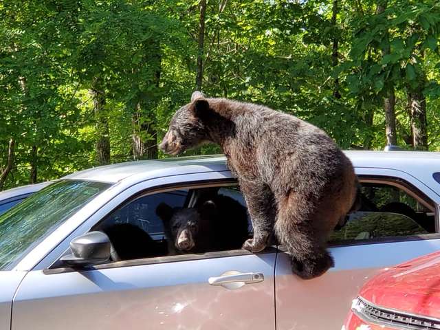 出門驚見熊界獵車手！　男子超傻眼：裡面坐了整家人 