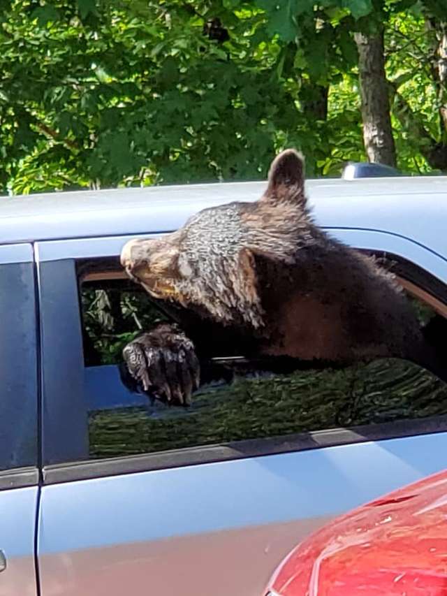 出門驚見熊界獵車手！　男子超傻眼：裡面坐了整家人 