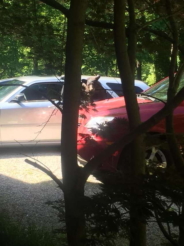 出門驚見熊界獵車手！　男子超傻眼：裡面坐了整家人 