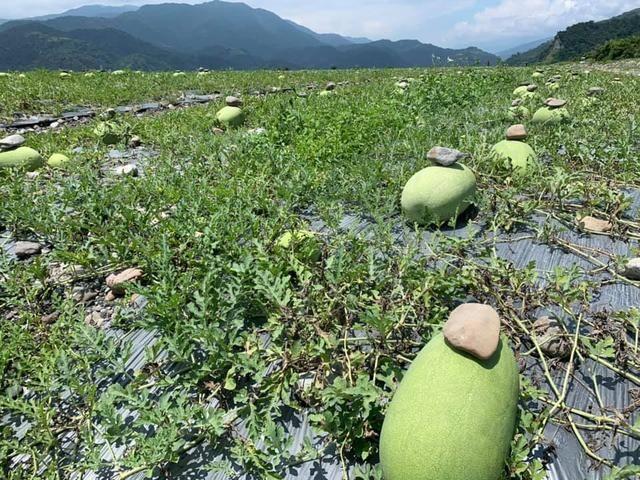 西瓜上面為什麼要「壓石頭」？怕西瓜跑了嗎？ 瓜農揭曉答案....網驚：長知識了！ 
