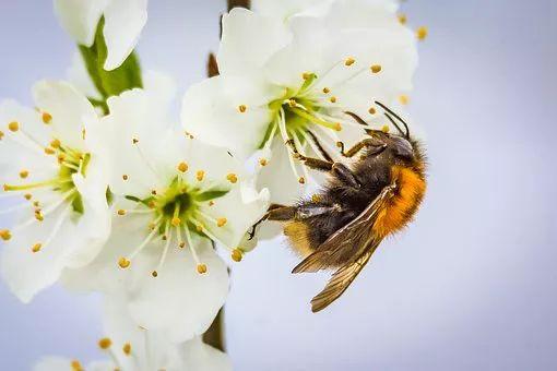 分辨「真蜂蜜vs假蜂蜜」只需一瓶冷水！他加水「混入寶特瓶」真相瞬間揭曉...商人真黑心！