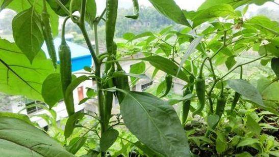 「腫瘤細胞」最怕3種蔬菜，陽臺栽上幾盆，綠色健康又好吃！