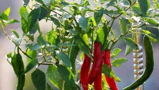 「腫瘤細胞」最怕3種蔬菜，陽臺栽上幾盆，綠色健康又好吃！
