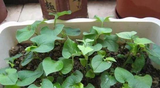 「腫瘤細胞」最怕3種蔬菜，陽臺栽上幾盆，綠色健康又好吃！