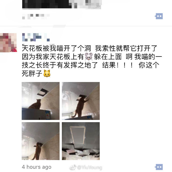主人讓小肥貓「上天花板」抓老鼠！下一秒超悲劇讓主人崩潰大喊：你這個死胖子！ 