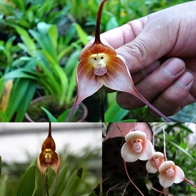 罕見氣質蘭花竟長「猴子臉」　網友笑很大：悟空你怎麼在這！