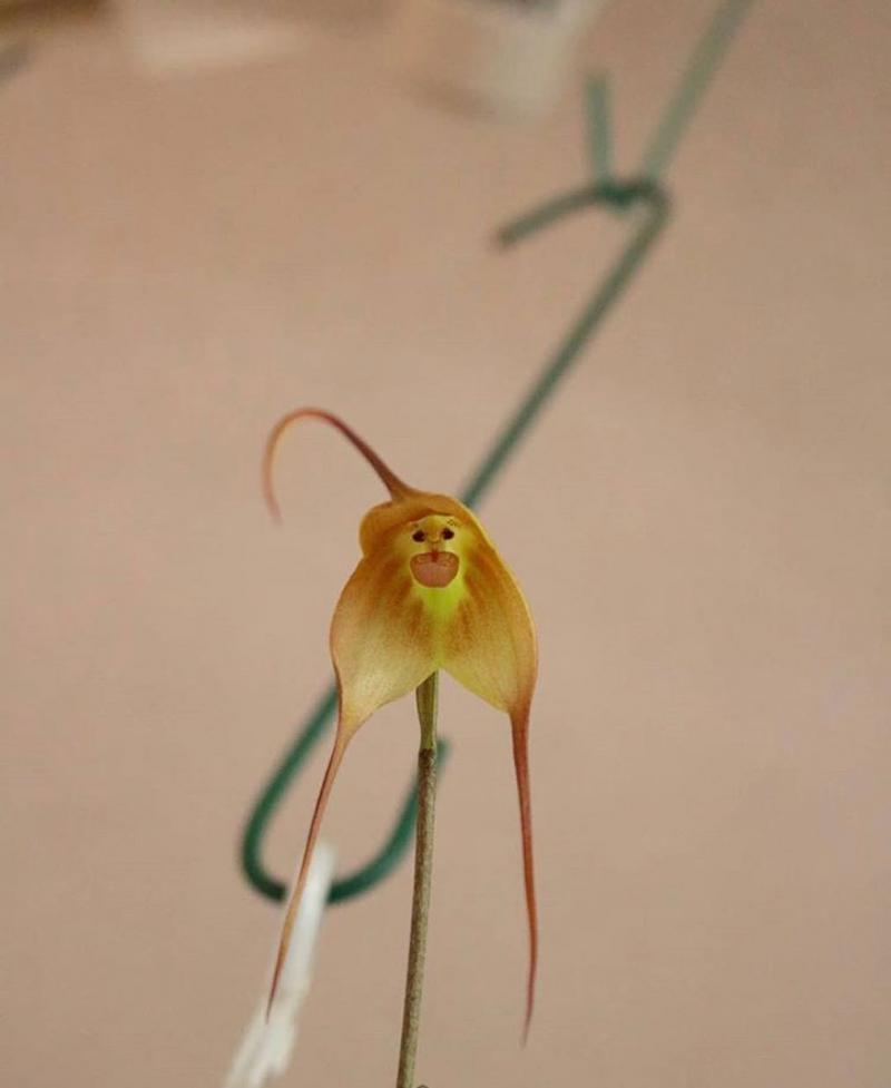 罕見氣質蘭花竟長「猴子臉」　網友笑很大：悟空你怎麼在這！