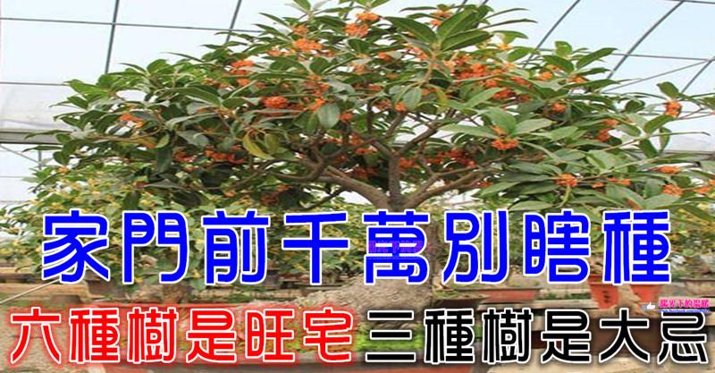 家門前千萬別瞎種，六種樹是旺宅，三種樹是大忌！種錯了，很不吉利  