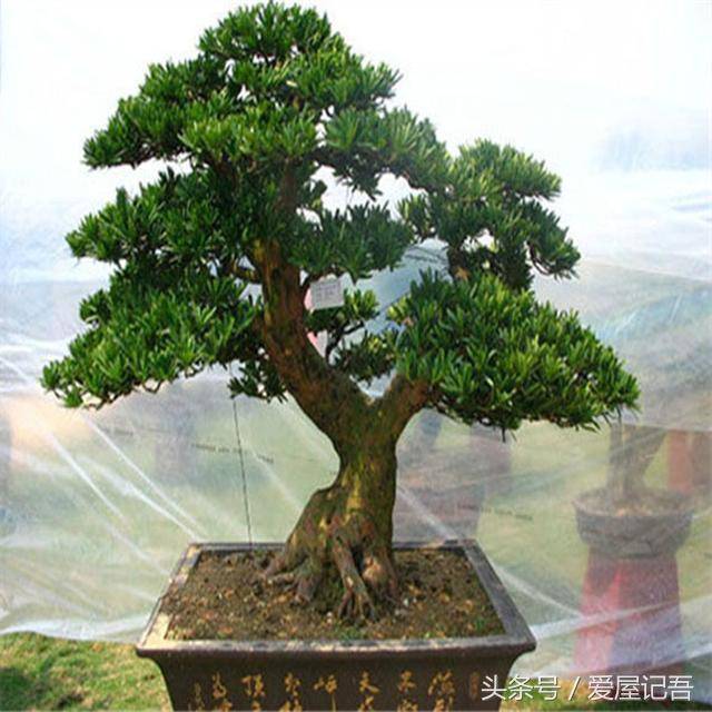 家門前千萬別瞎種，六種樹是旺宅，三種樹是大忌！種錯了，很不吉利  