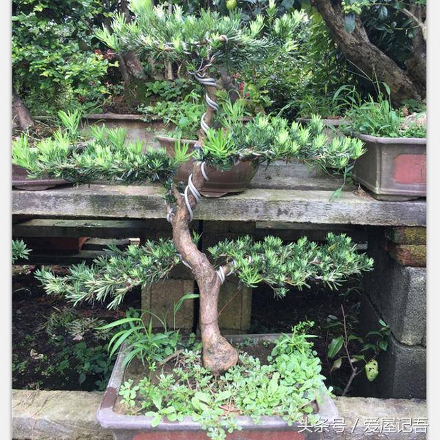 家門前千萬別瞎種，六種樹是旺宅，三種樹是大忌！種錯了，很不吉利  