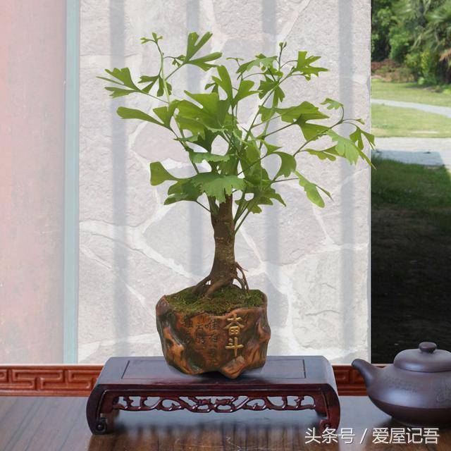 家門前千萬別瞎種，六種樹是旺宅，三種樹是大忌！種錯了，很不吉利  