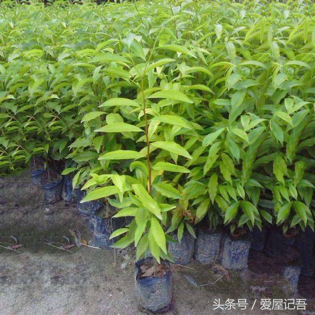 家門前千萬別瞎種，六種樹是旺宅，三種樹是大忌！種錯了，很不吉利  